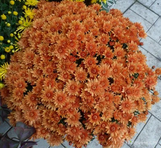 Хризантема мультифлора Бранопал Оранж