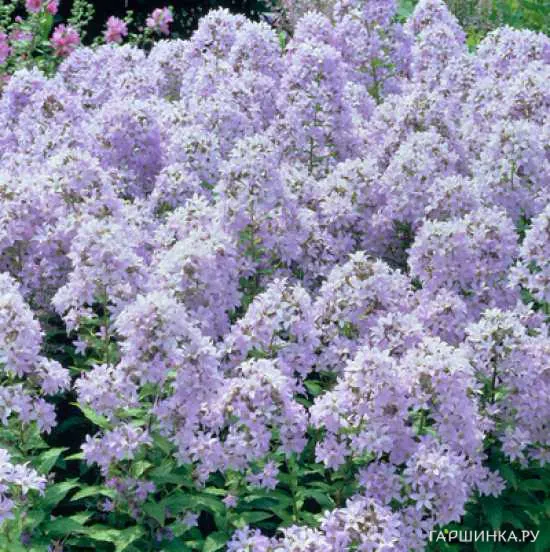 Колокольчик молочноцветковый Пуфф