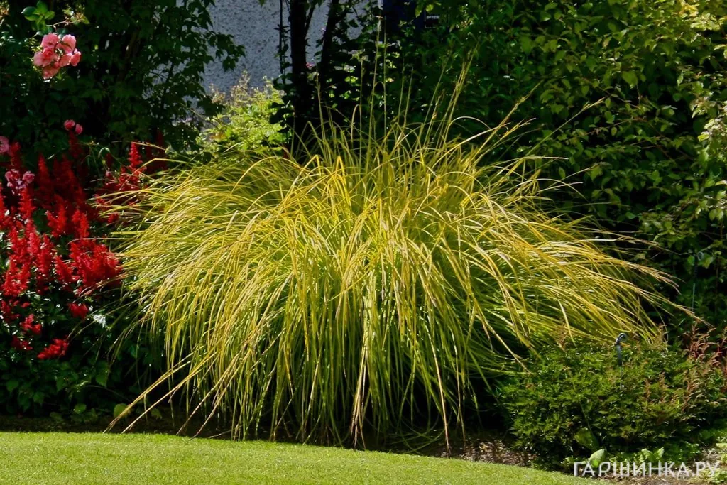 Осока высокая Аурея