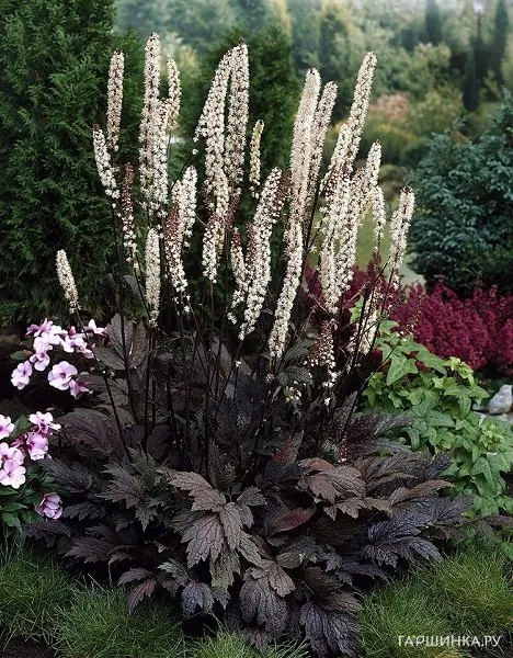 Цимицифуга (Клопогон) ветвистая Чокоголик