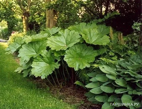 Дармера щитовидная