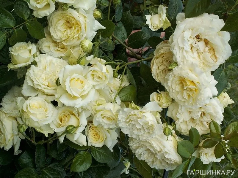 Роза Эльф плетистая, Тантау (лиц)