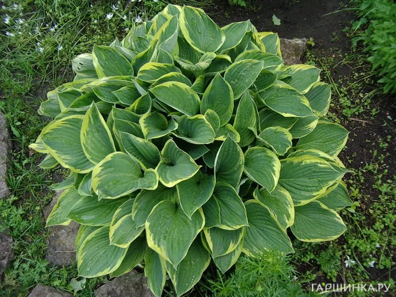 Хоста Ауреомаргината (ML)