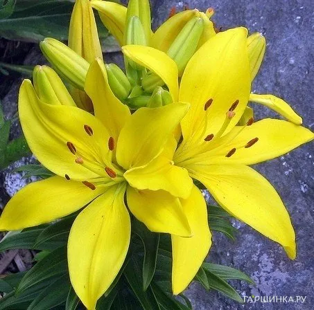 Лилия Фрейя ЛА-гибрид/2шт