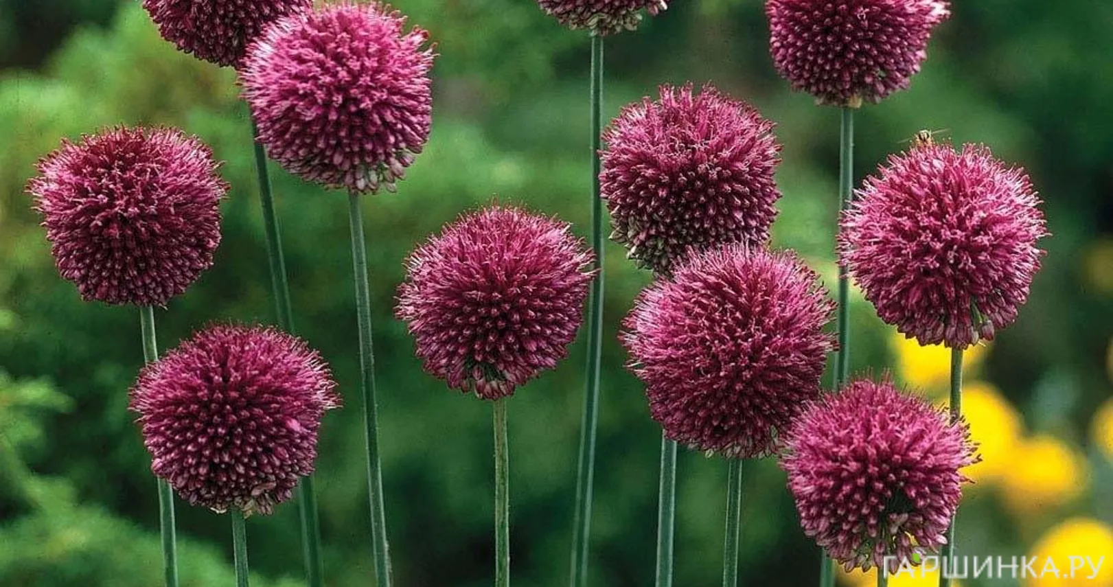 Лук декоративный Круглоголовый 15шт