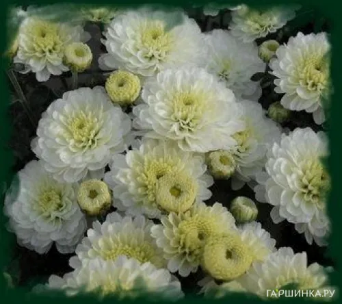 Хризантема мультифлора Джиджи Сноу