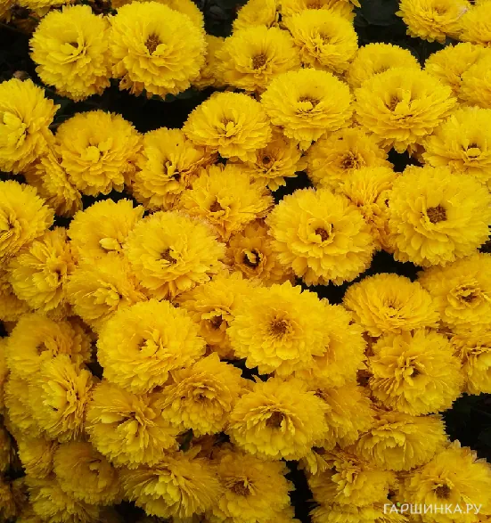 Хризантема мультифлора Джиджи Йелоу