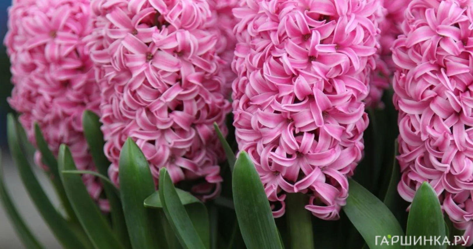 Гиацинт Пинк Перл 3 шт