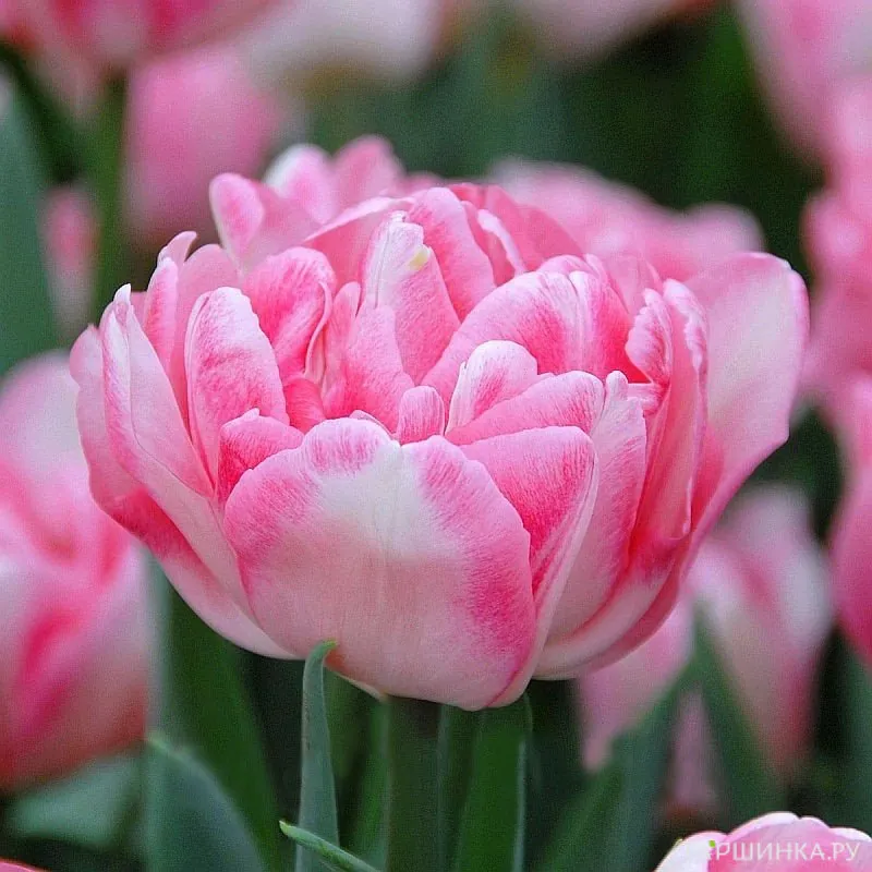 Тюльпан Фокстрот махровый 5шт