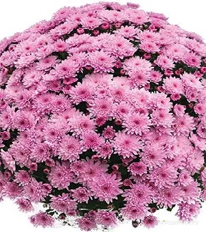 Хризантема мультифлора Бранфонтейн Пинк