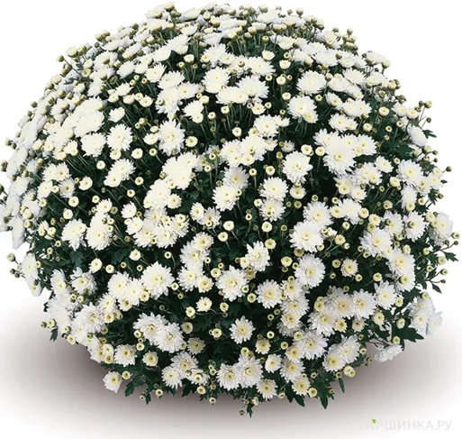 Хризантема мультифлора Бранроял Вайт