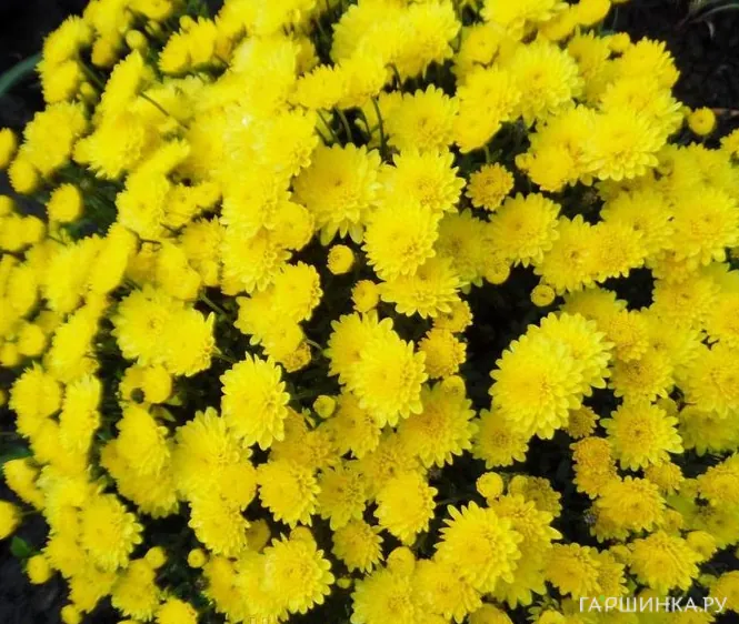 Хризантема мультифлора Брансаунд Лемон