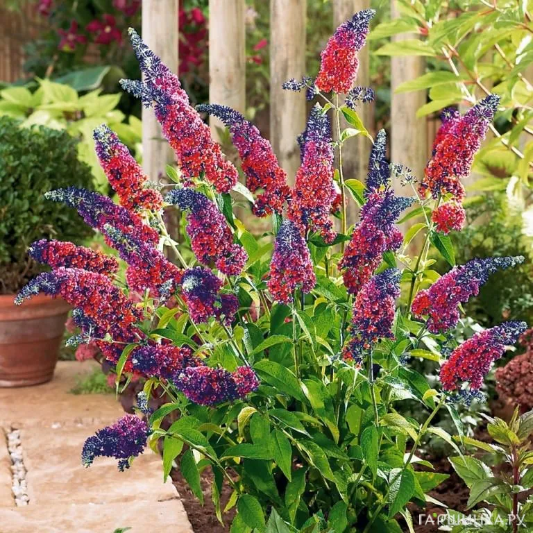 Буддлея Давида Flowerpower