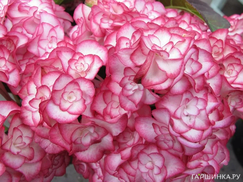 Гортензия Мисс Саори крупнолистная ремонтантная (серия Ты и Я)