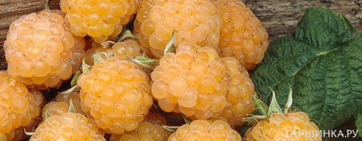 Малина Голден Блис желтая