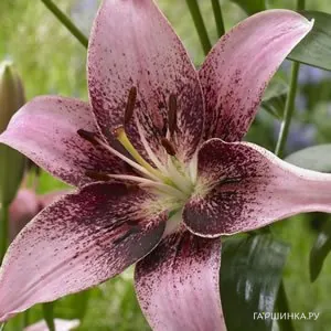 Лилия Тезире азиатская/2шт