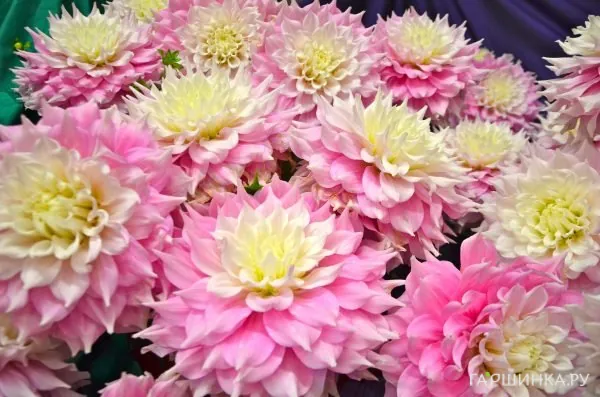 Георгина Гитс Перфекшн (МАКСИ) декоративная