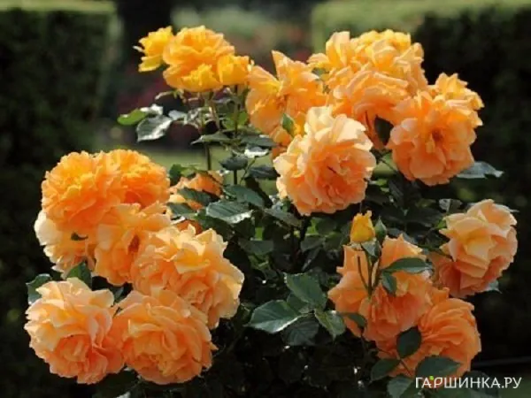 Роза  Голдэльзе на штамбе  90см