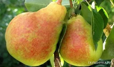 Груша Московская ранняя