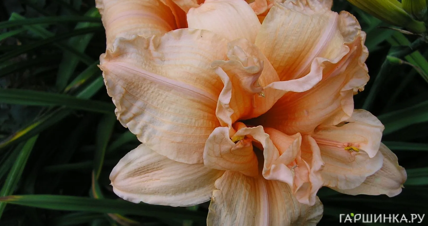 Лилейник Дабл Дрим