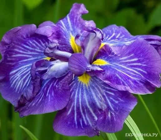 Ирис мечевидный Электрик Рэйс