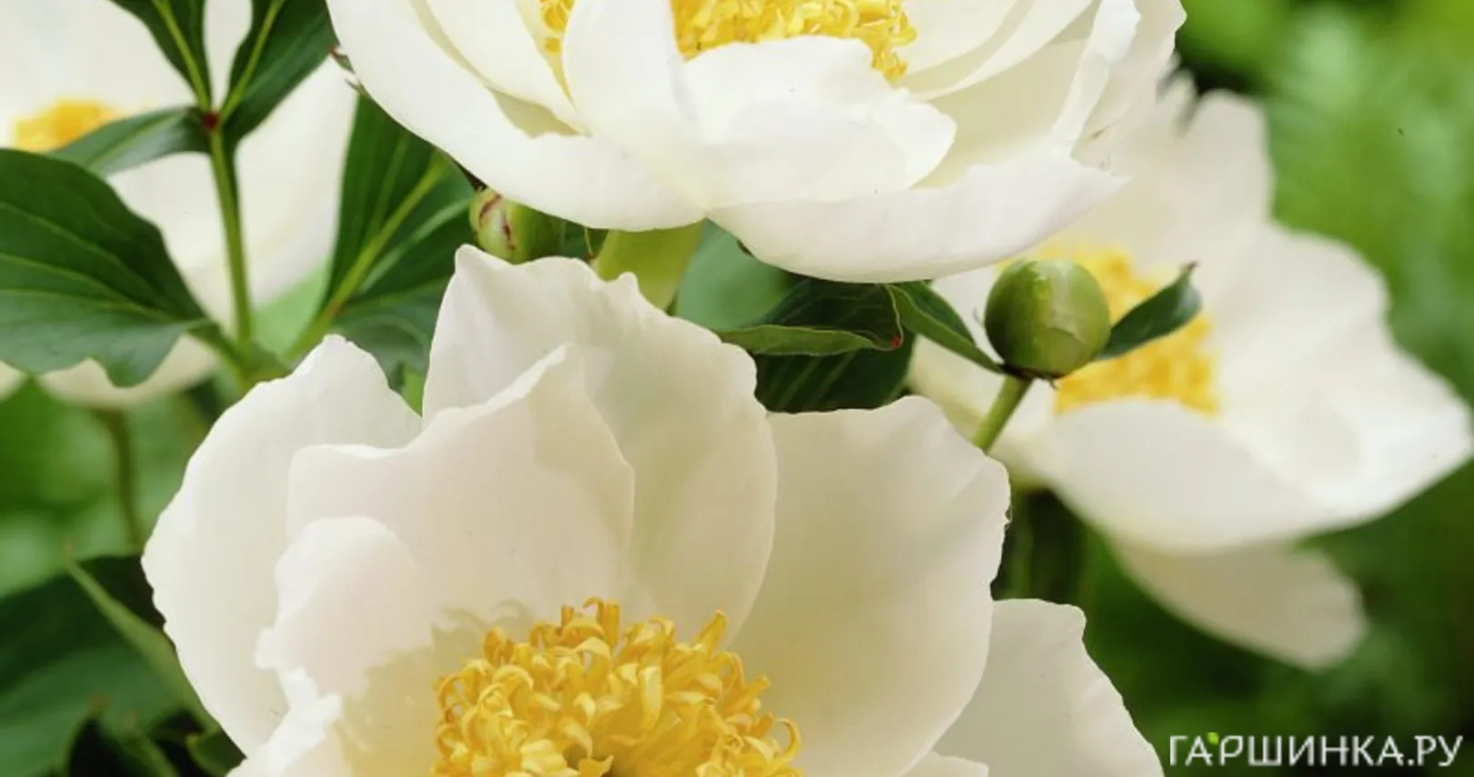 Пион Джон Ван Леувен