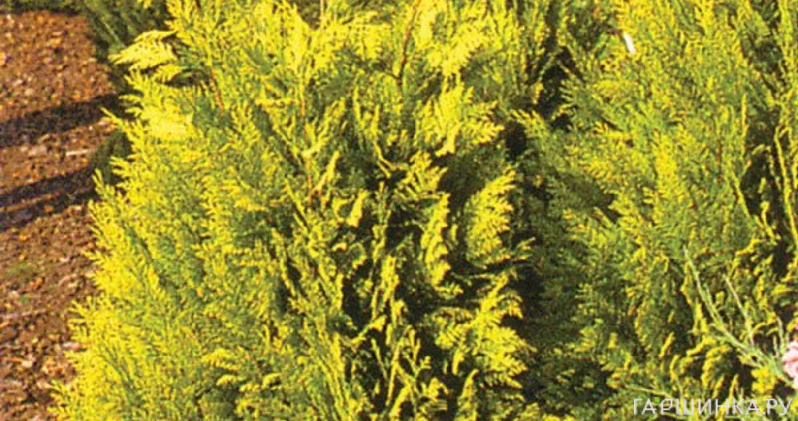 Кипарисовик Лавсона Ивонне