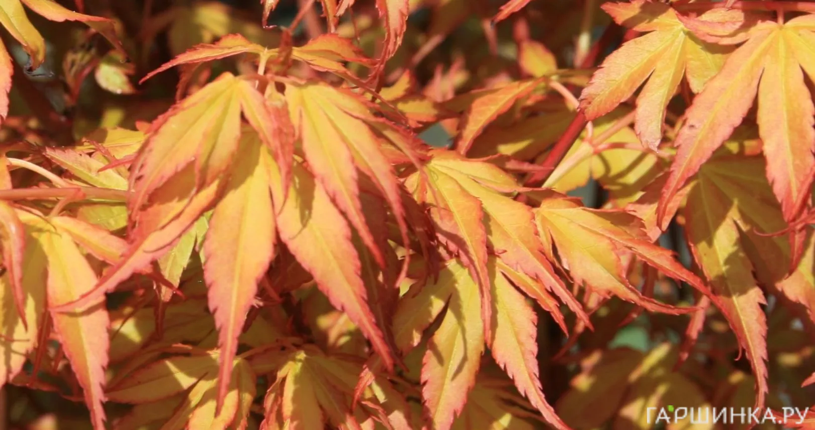 Клен Катсура веерный