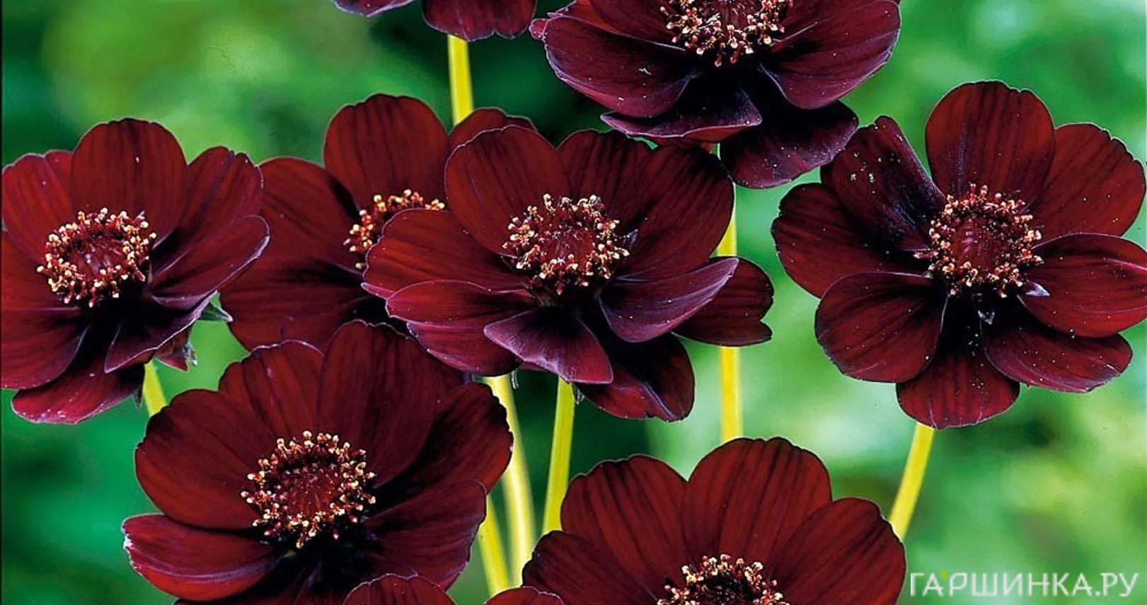 Космея (Космос) кроваво - красная