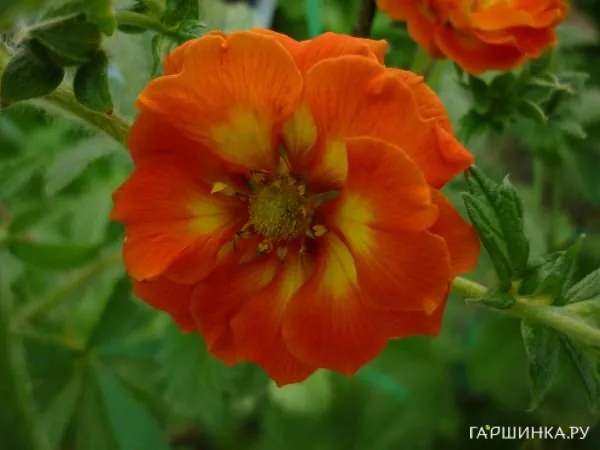 Лапчатка травянистая Вильям Роллиссон