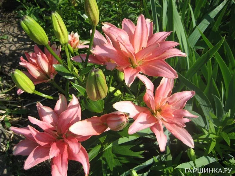 Лилия Афродита азиатская махровая/2шт