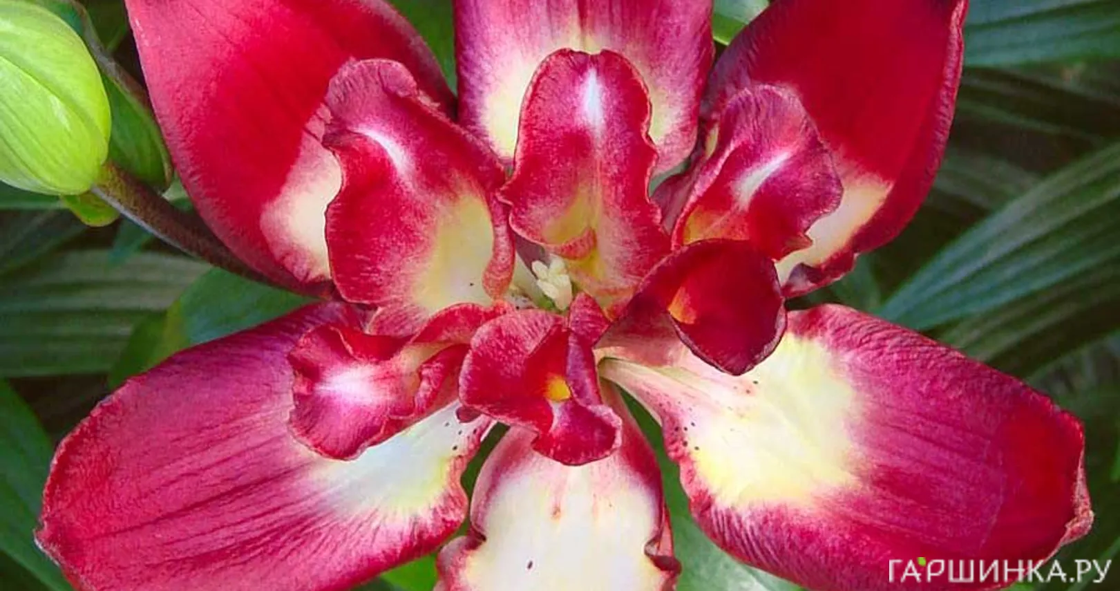 Лилия Дабл Сэнсэйшен азиатская махровая