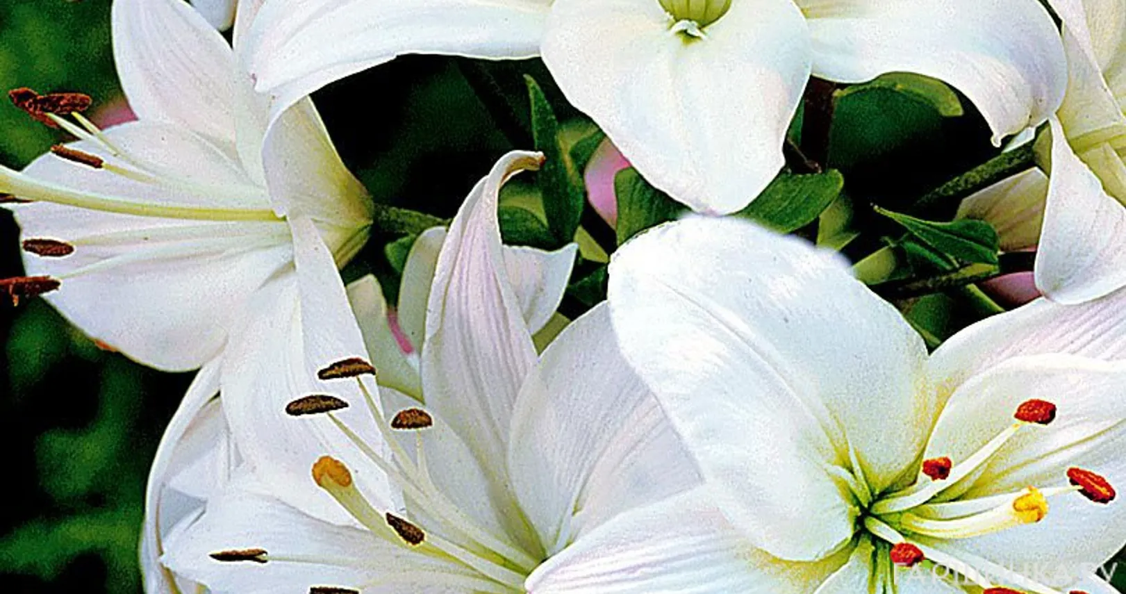 Лилия Навона азиатская/ 2шт