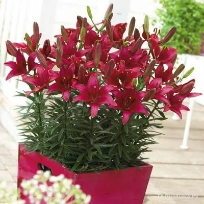 Лилия Тайни Гоуст азиатская низкорослая /2шт