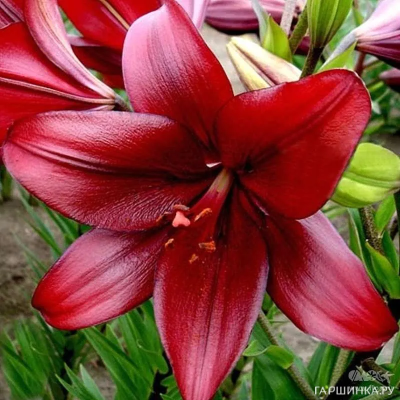 Лилия Динамикс ЛА-гибрид