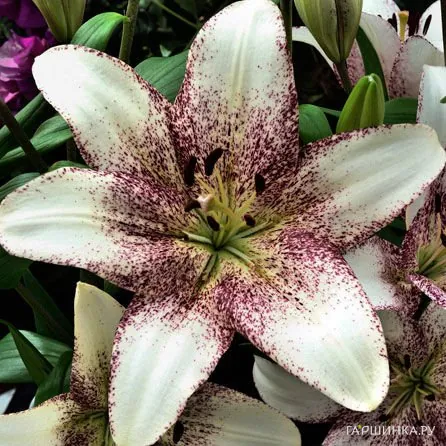 Лилия Свит Заника ЛА-гибрид белая