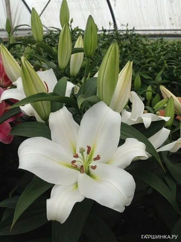 Лилия Франсон ОТ-гибрид/2шт