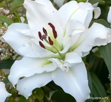 Лилия Вайт Айз ОТ-гибрид /2шт