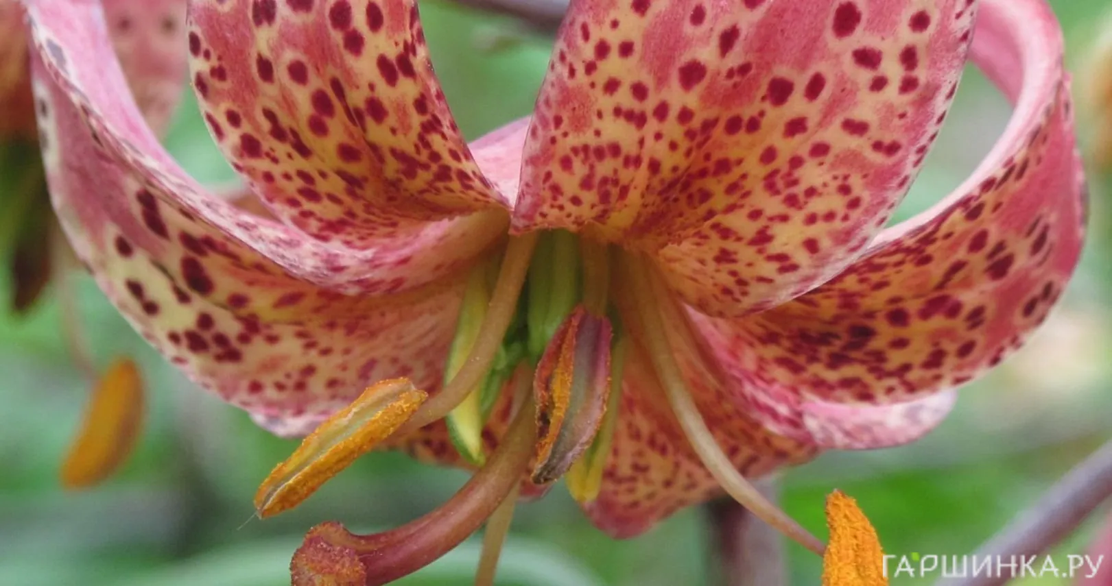 Лилия Гэйбёрд кудреватая/ 2шт