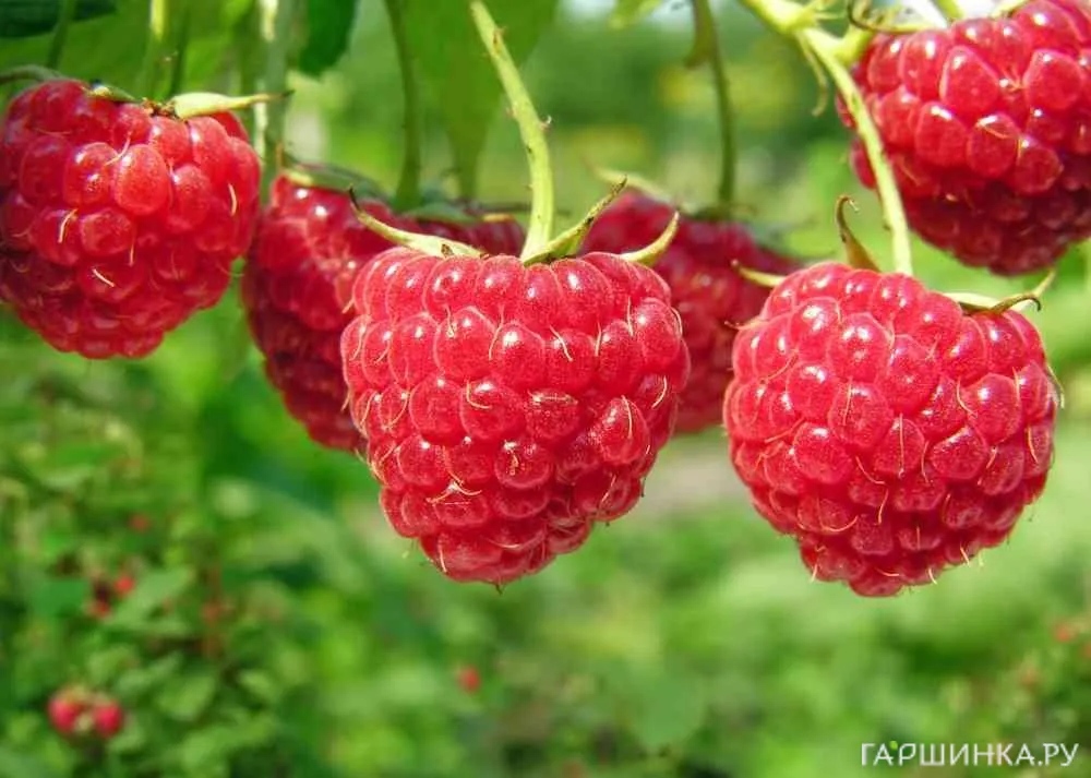 Малина Новость Кузьмина крупноплодная урожайная сладкая