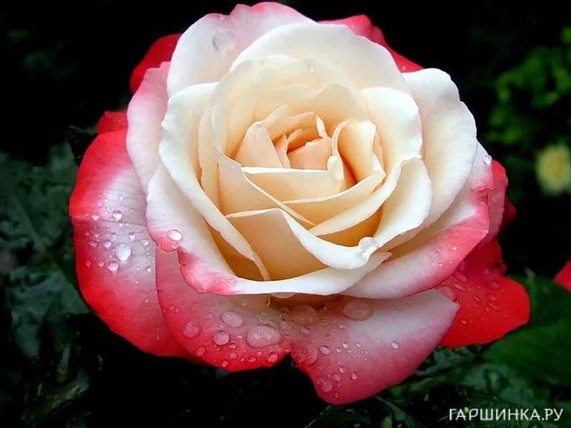 Роза Ностальжи чайно-гибридная, Тантау (лиц)