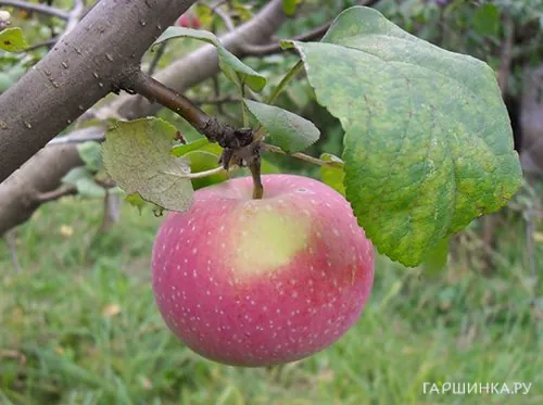 Яблоня Осенняя радость