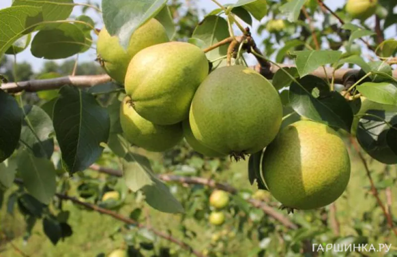 Груша Осенняя Яковлева