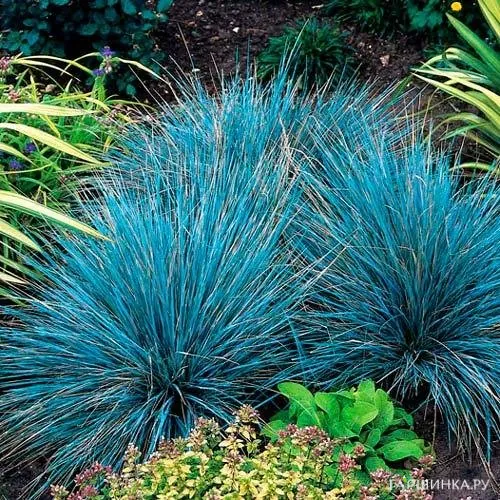 Овсяница сизая