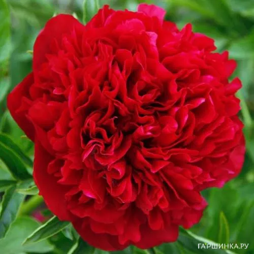 Пион Элиза Ланди