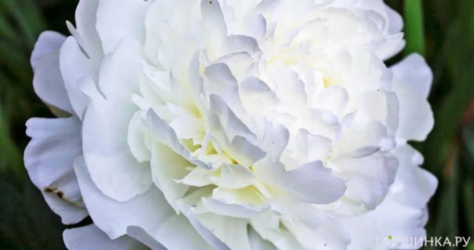 Пион Эльза Сасс