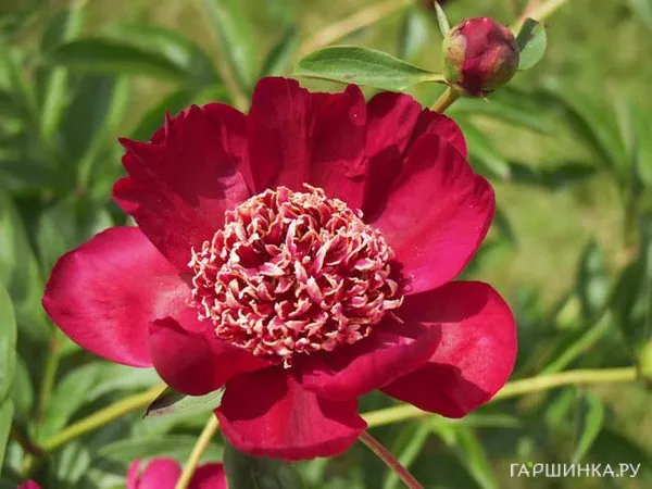 Пион Ниппон Бьюти