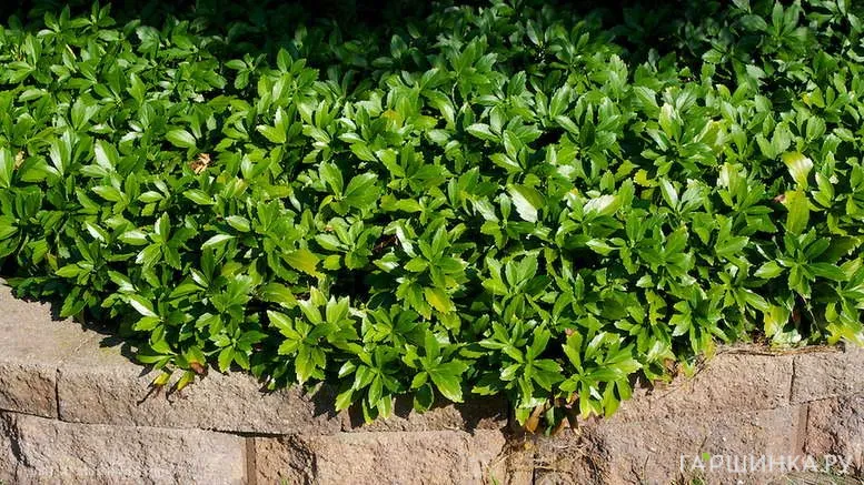 Пахизандра верхушечная