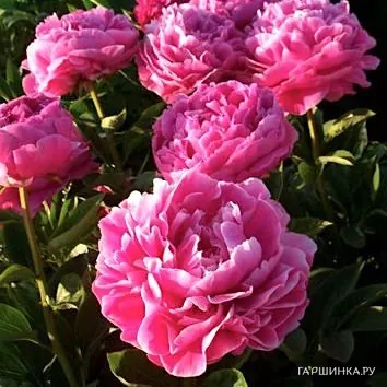 Пион Пинк Парфе