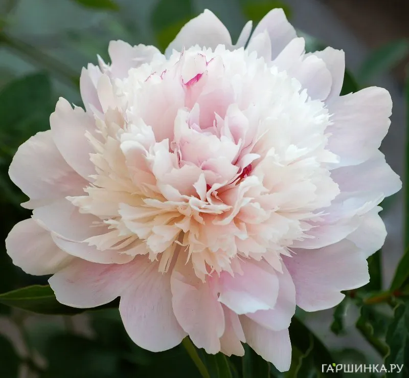 Пион Ширли Темпл